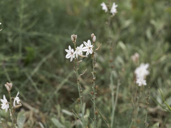 <h3><a href="/trips/ebro/biota/plantae/tracheophyta/liliopsida/asparagales/asphodelaceae/asphodelus fistulosus/asphodelus fistulosus-nl.html">Asphodelus&nbsp;fistulosus</a> / Onionweed / </h3>OM-1 met OLYMPUS M.40-150mm F2.8, 1/2000 sec  bij F5.6, ISO 1250, afstand 1.02&nbsp;m